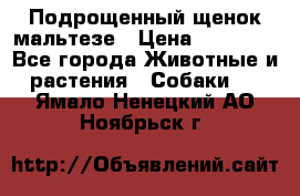 Подрощенный щенок мальтезе › Цена ­ 15 000 - Все города Животные и растения » Собаки   . Ямало-Ненецкий АО,Ноябрьск г.